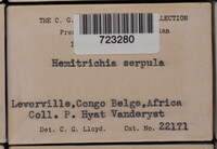 Hemitrichia serpula image